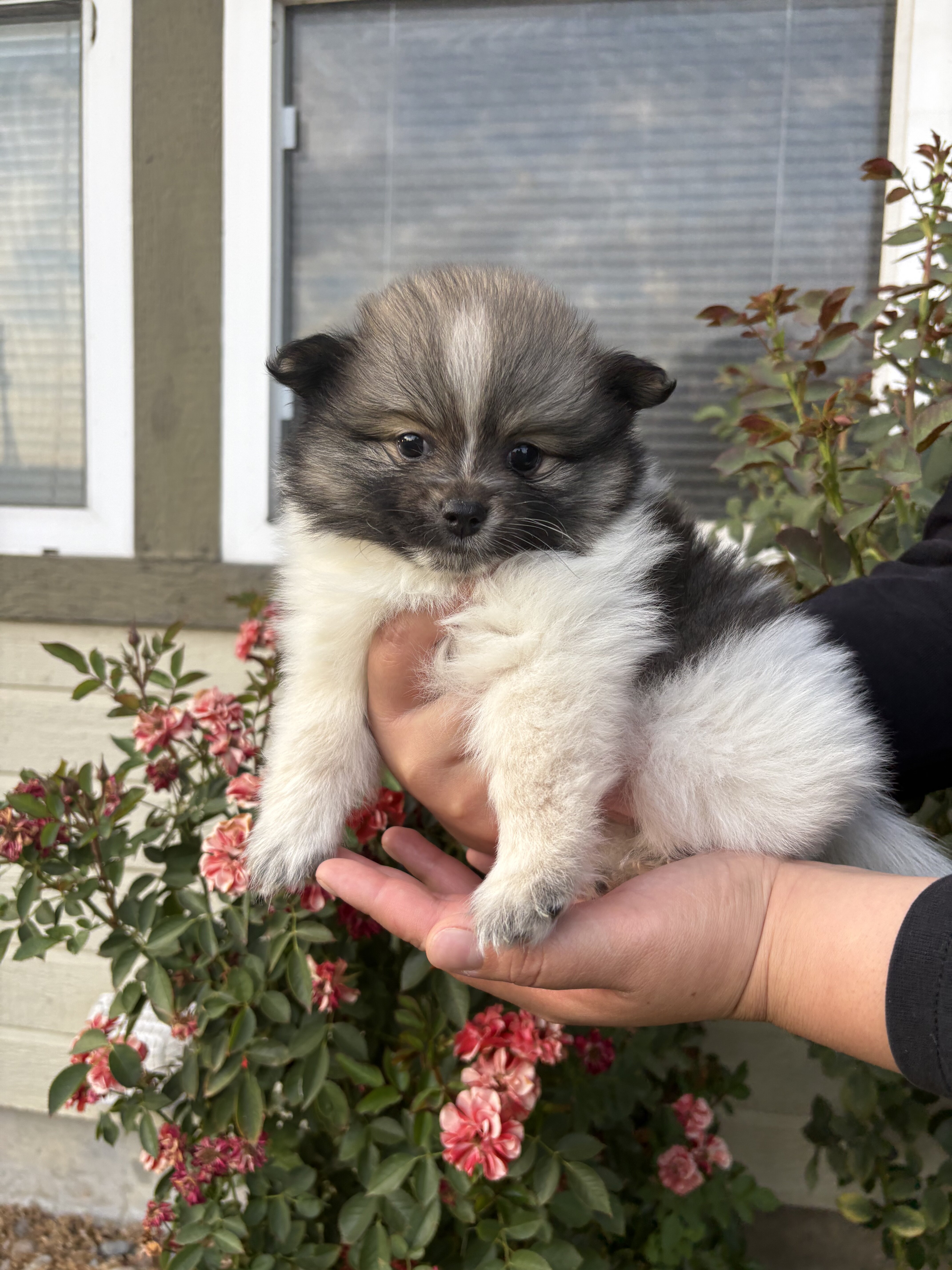 Pomeranians🐶🤎 image 5