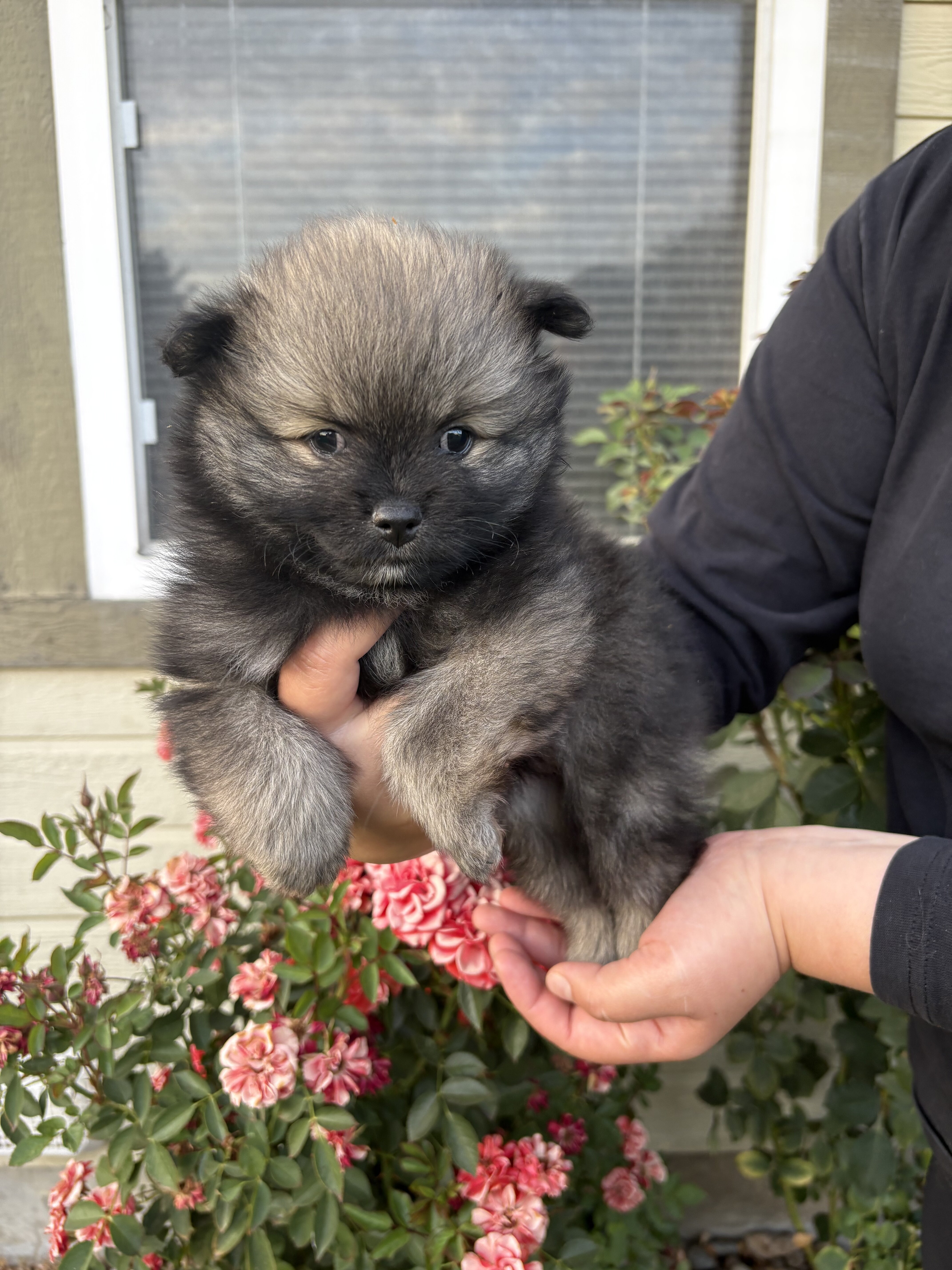 Pomeranians🐶🤎 image 2