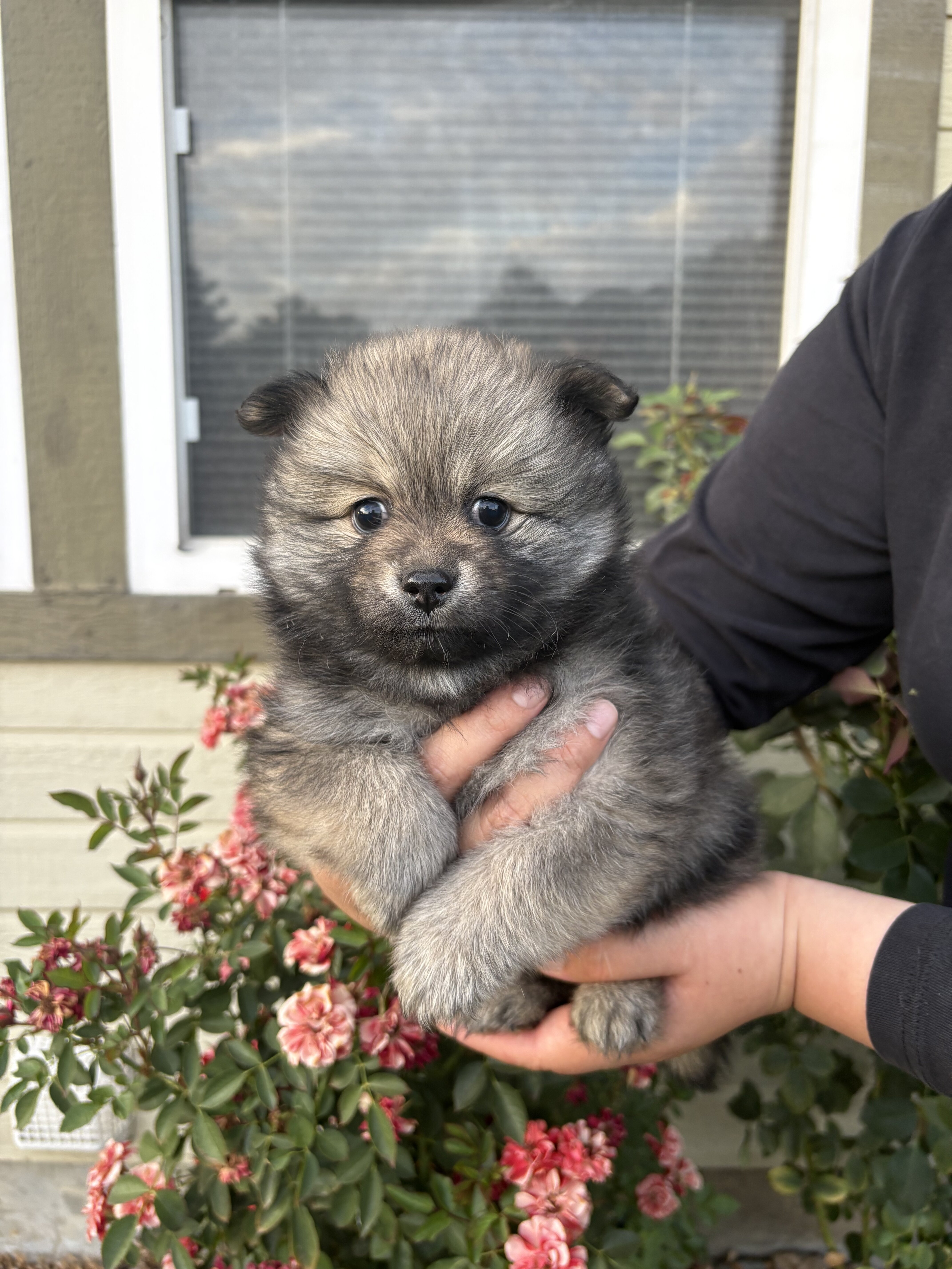 Pomeranians🐶🤎 image 3