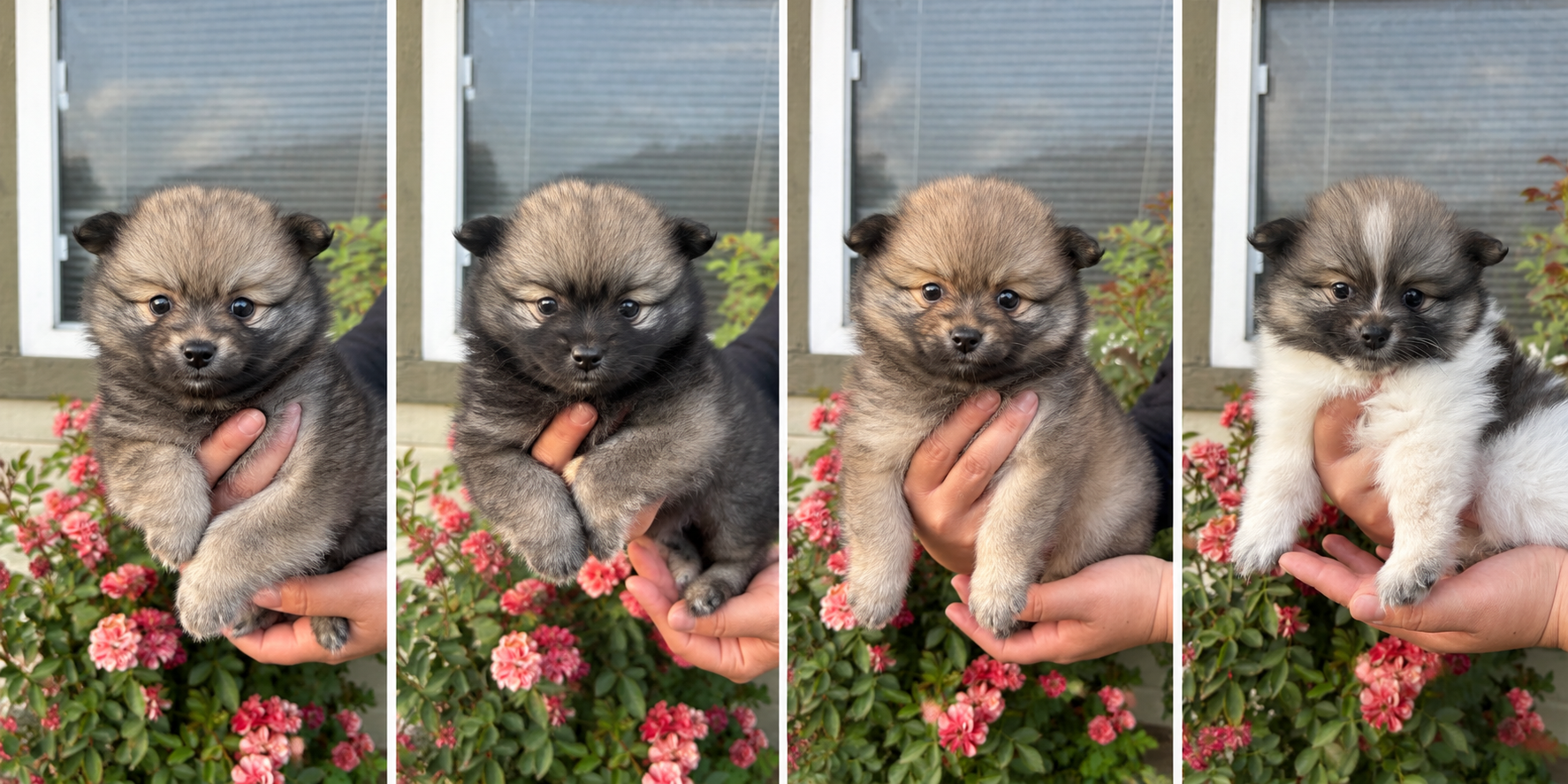 Pomeranians🐶🤎 image 1