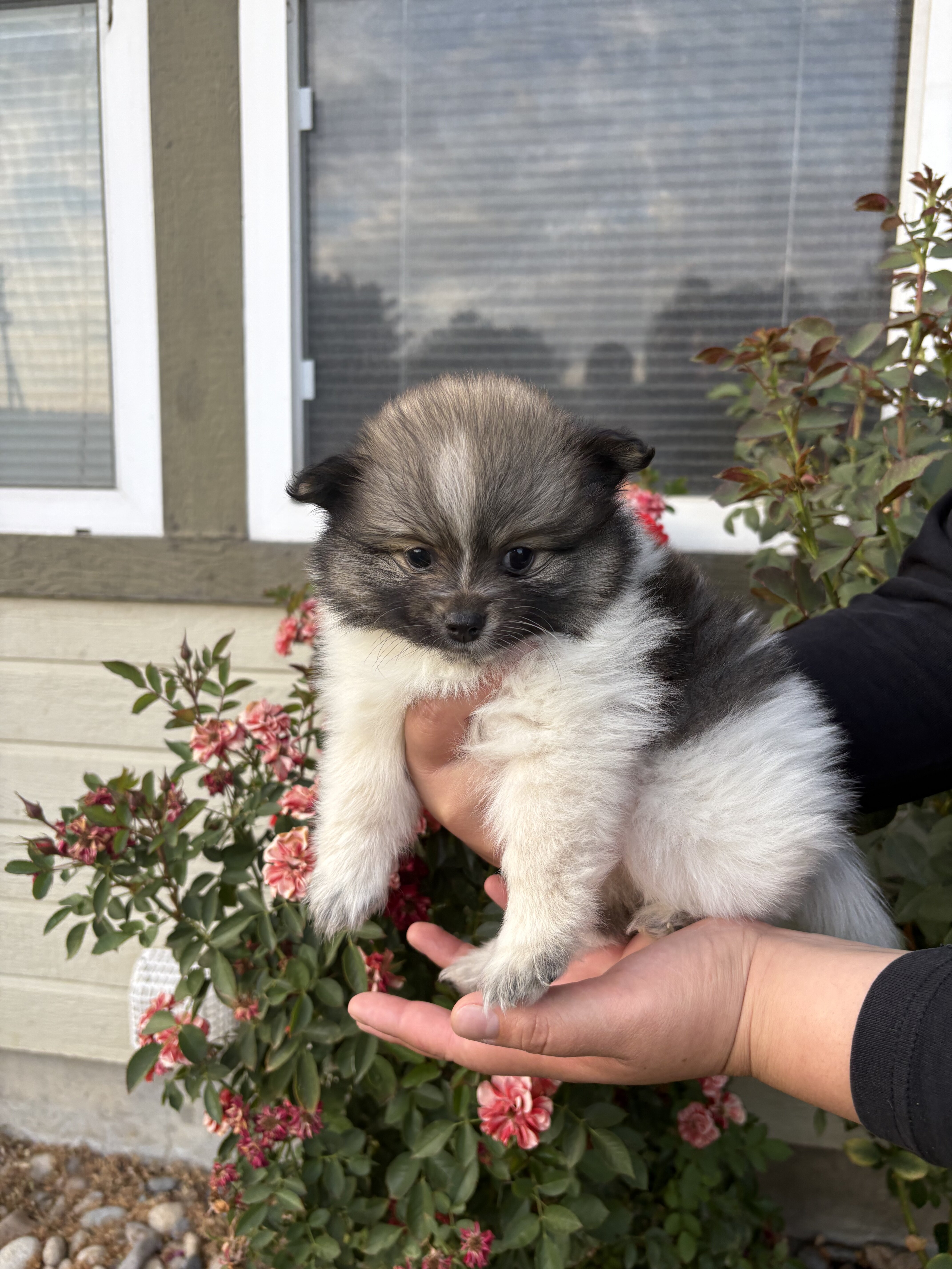 Pomeranians 🐶🤎 image 5