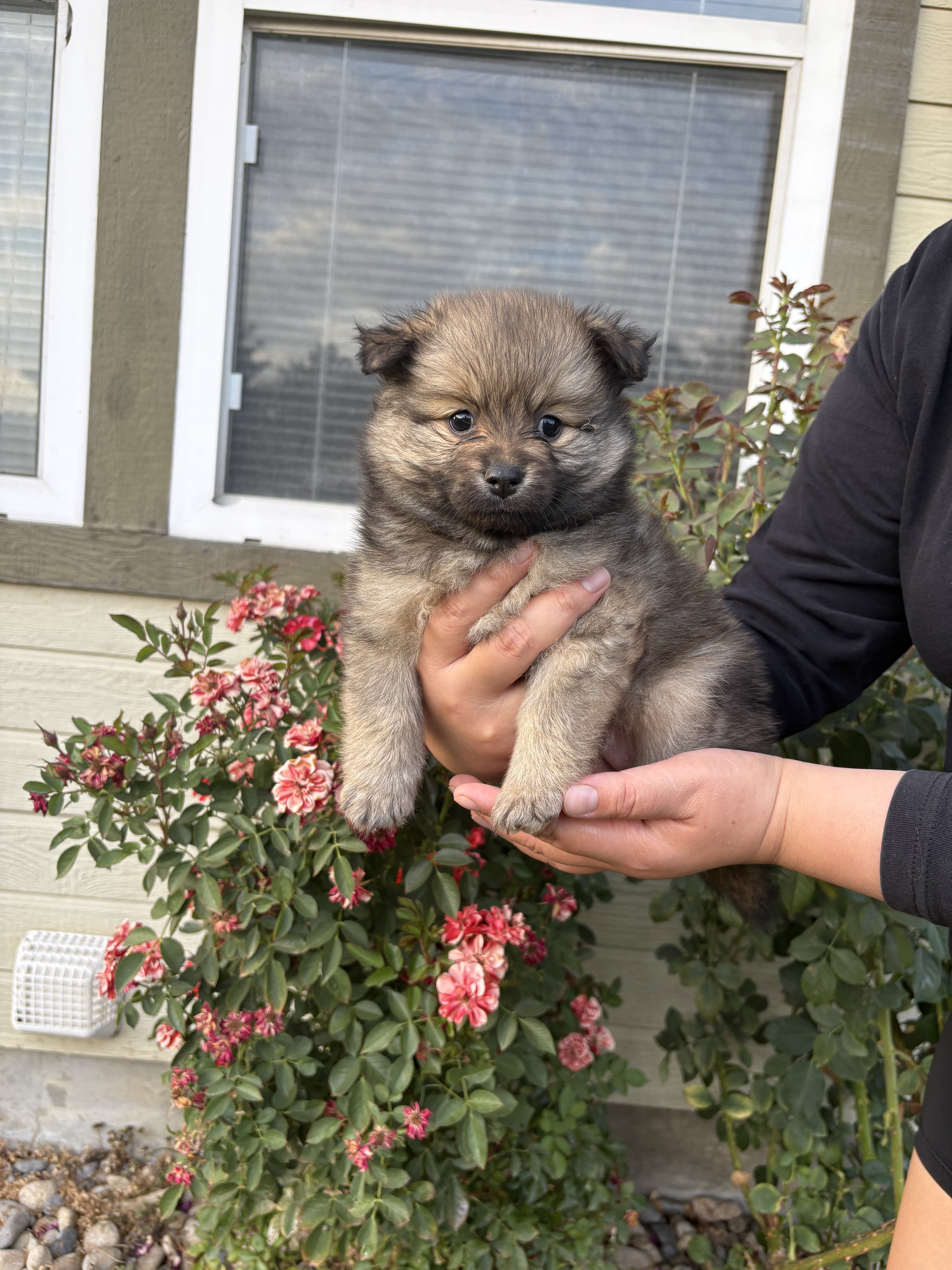 Pomeranians 🐶🤎 image 1