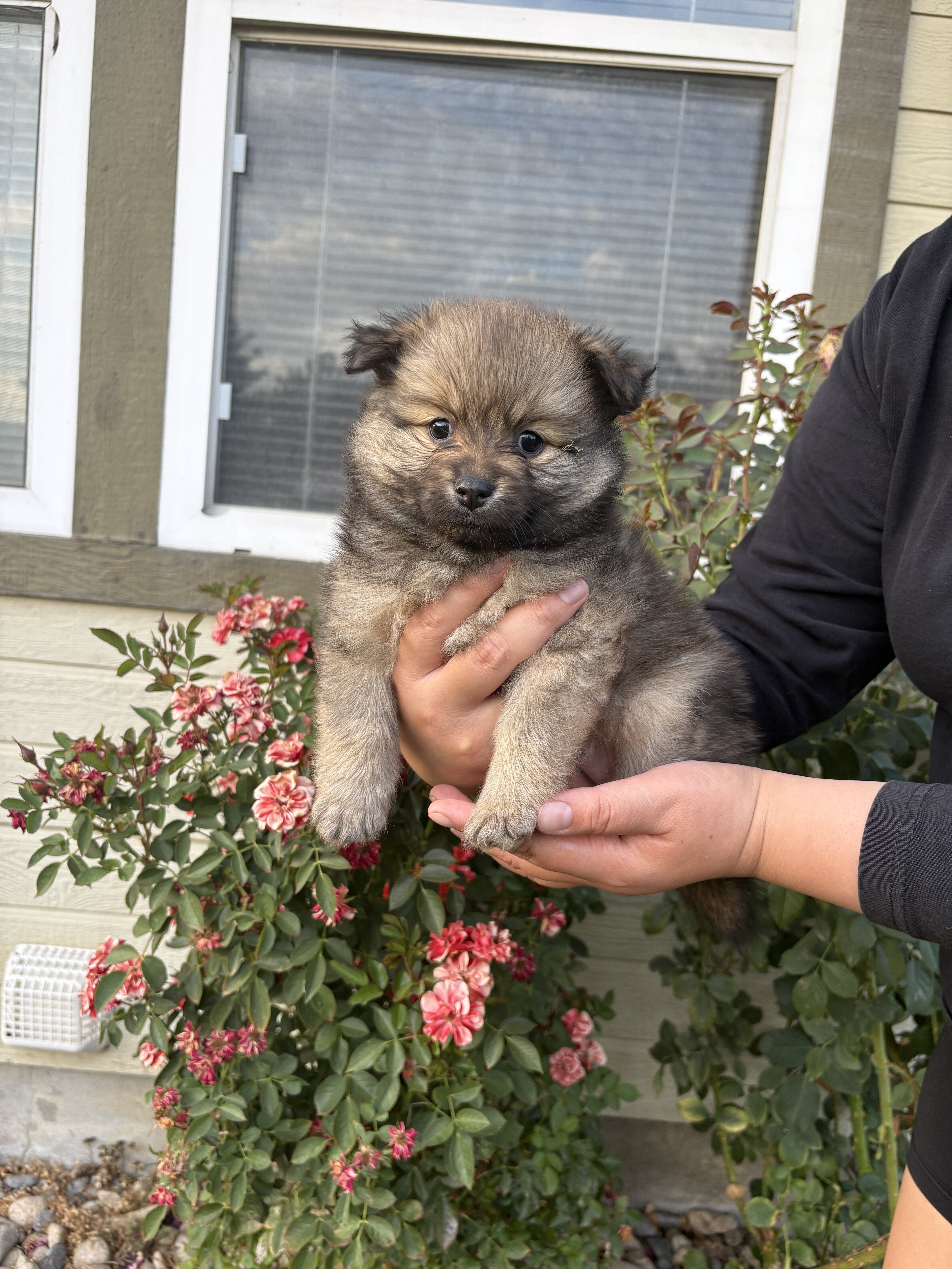 Pomeranians 🐶🤎 image 4