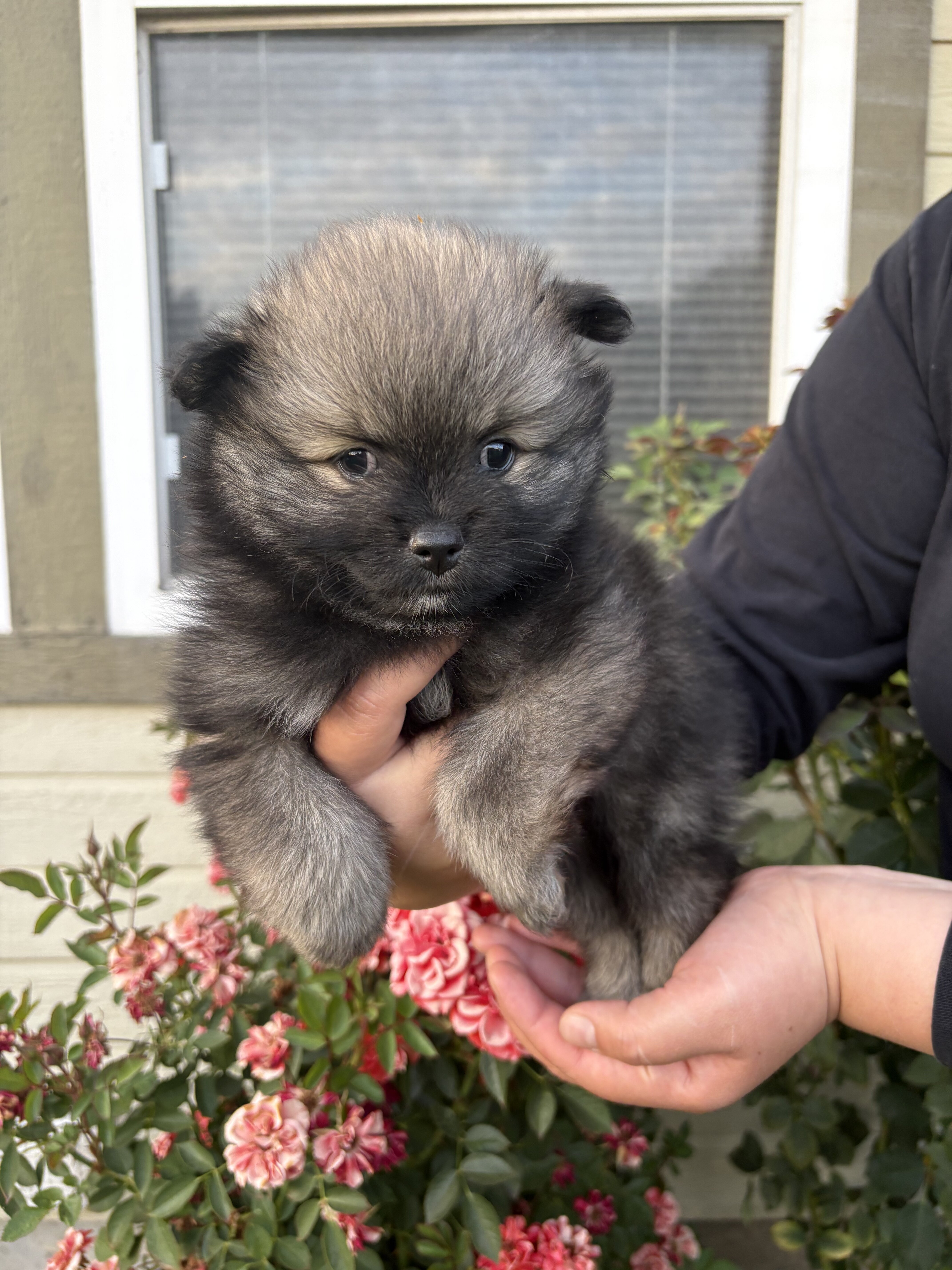 Pomeranians 🐶🤎 image 3