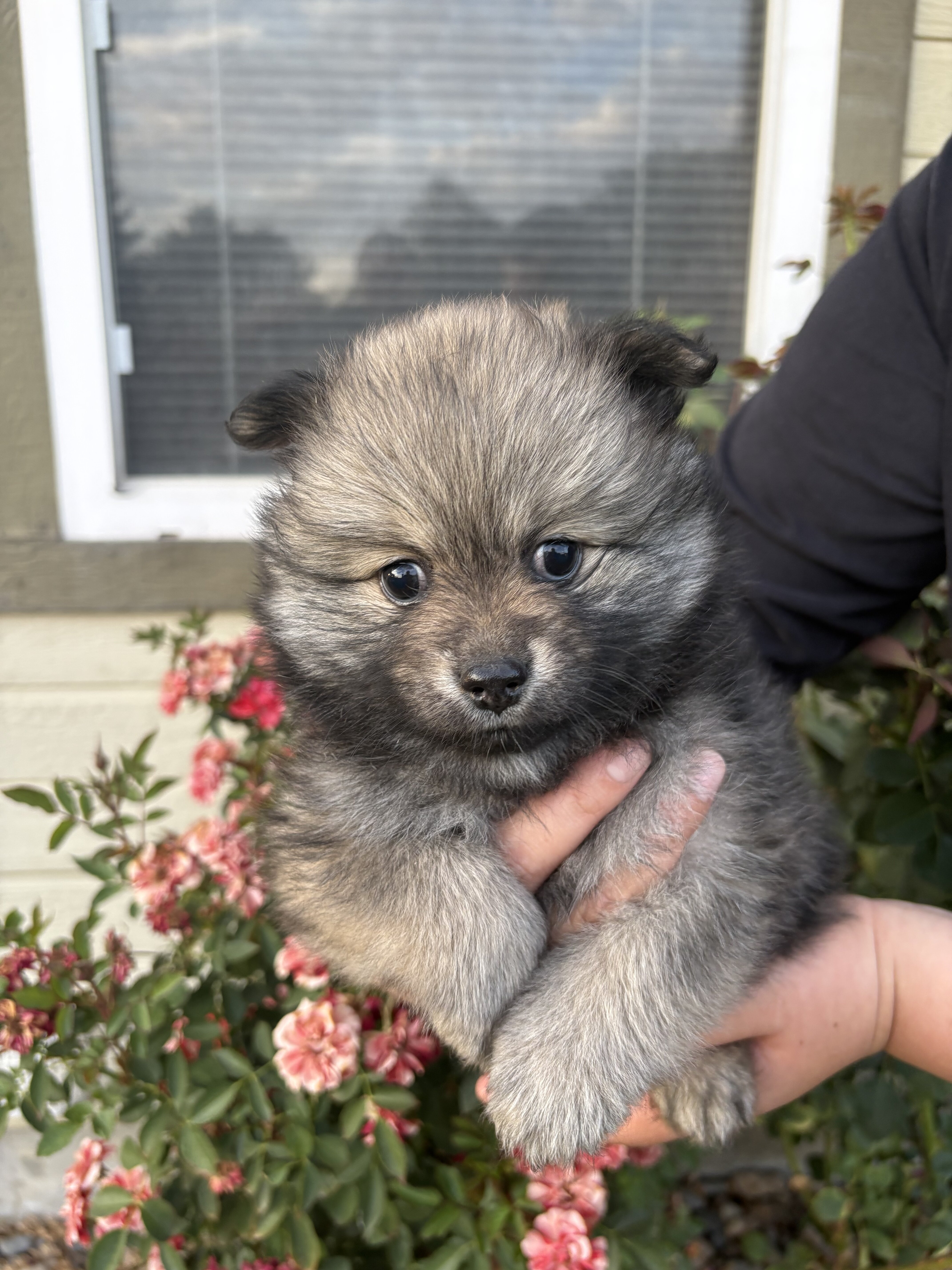 Pomeranians 🐶🤎 image 2