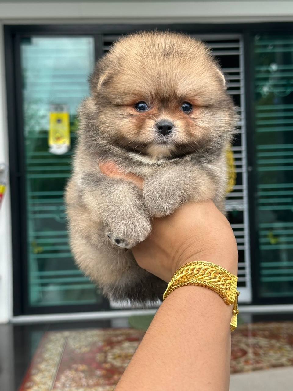 🧸💕 Meet Mochi — Your Little Teddy Bear Princess! image 1