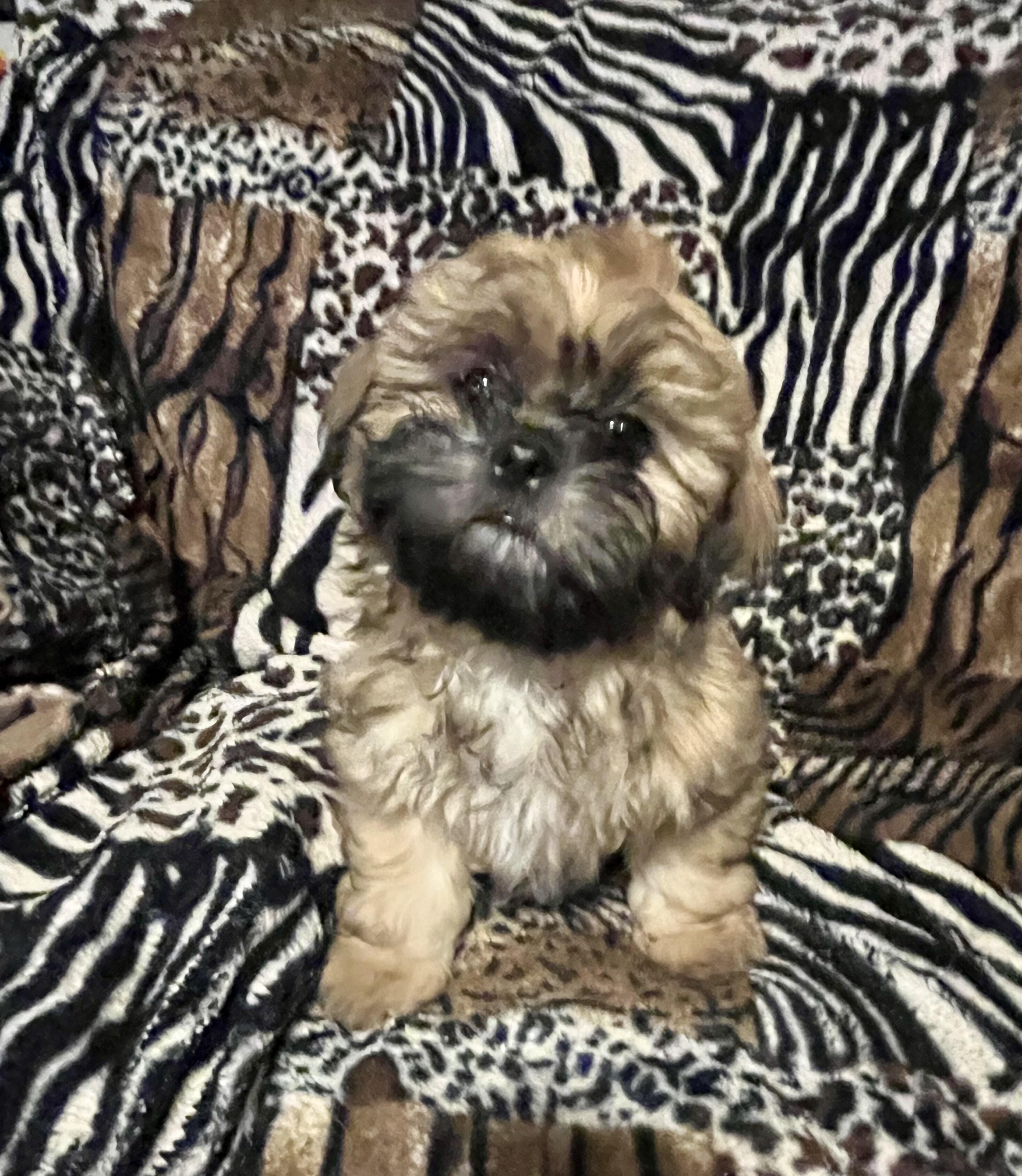 AKC Shihtzu puppies image 2