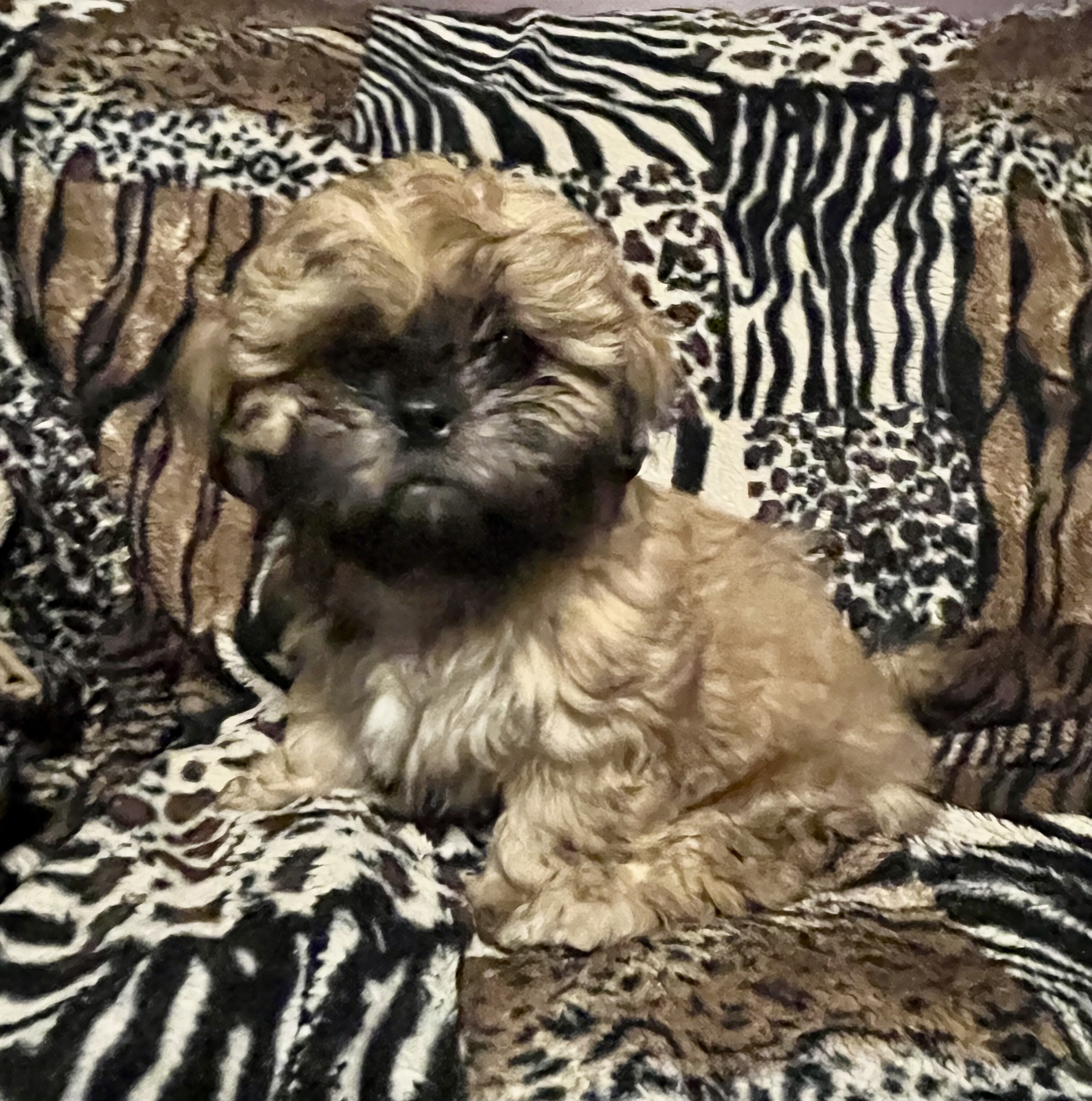 AKC Shihtzu puppies image 1