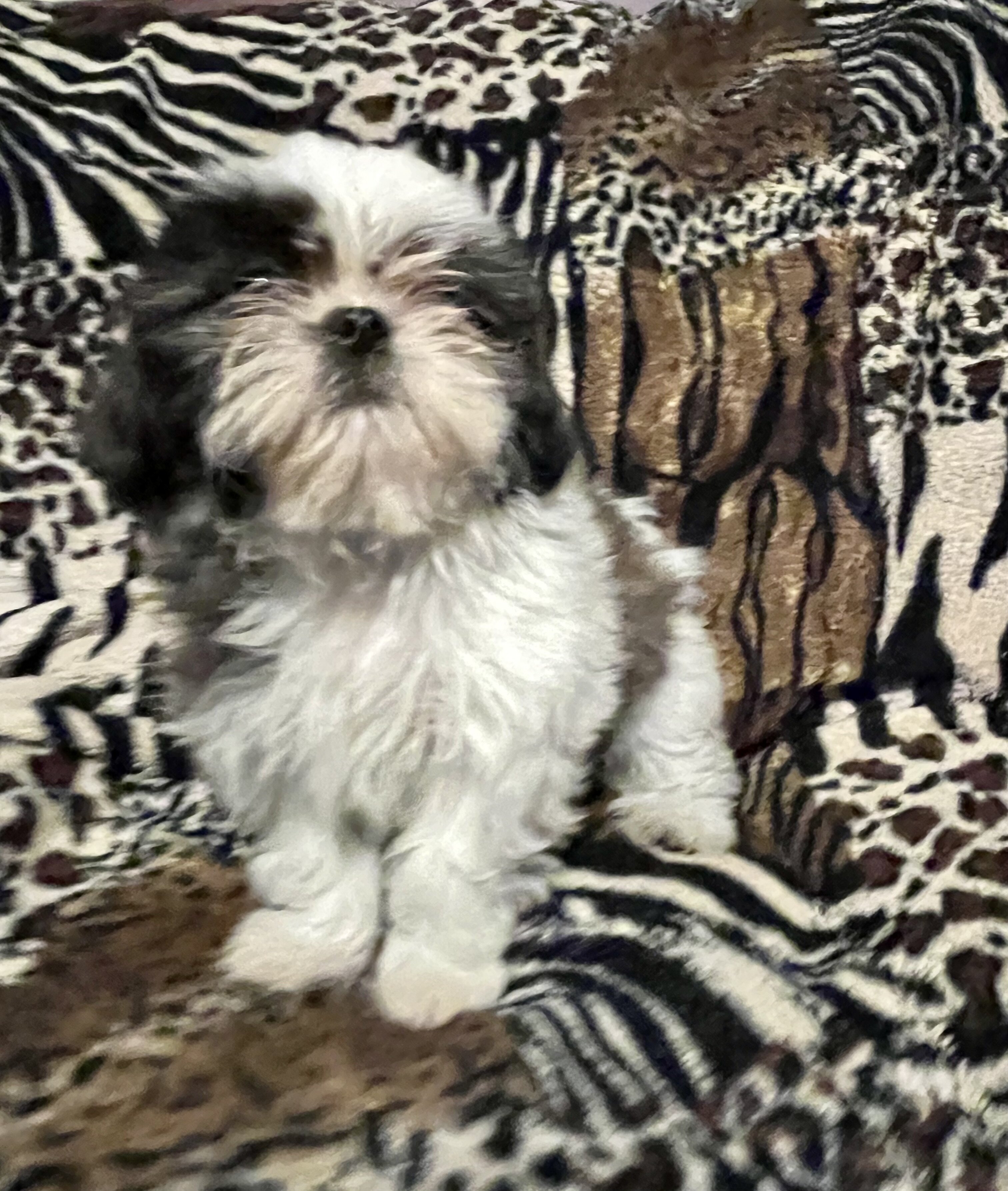 AKC Shihtzu puppies image 3