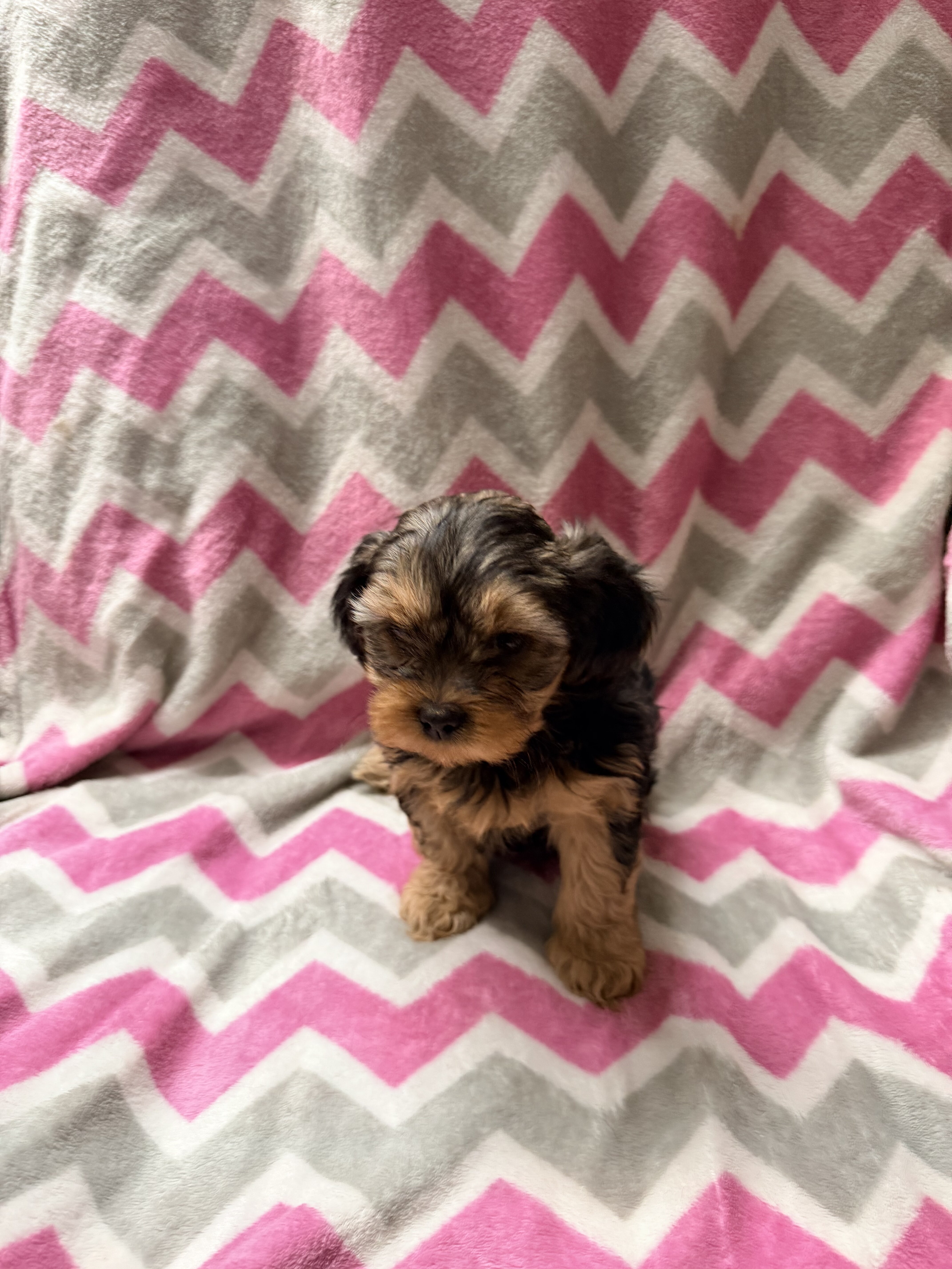 Shorkie puppies image 4