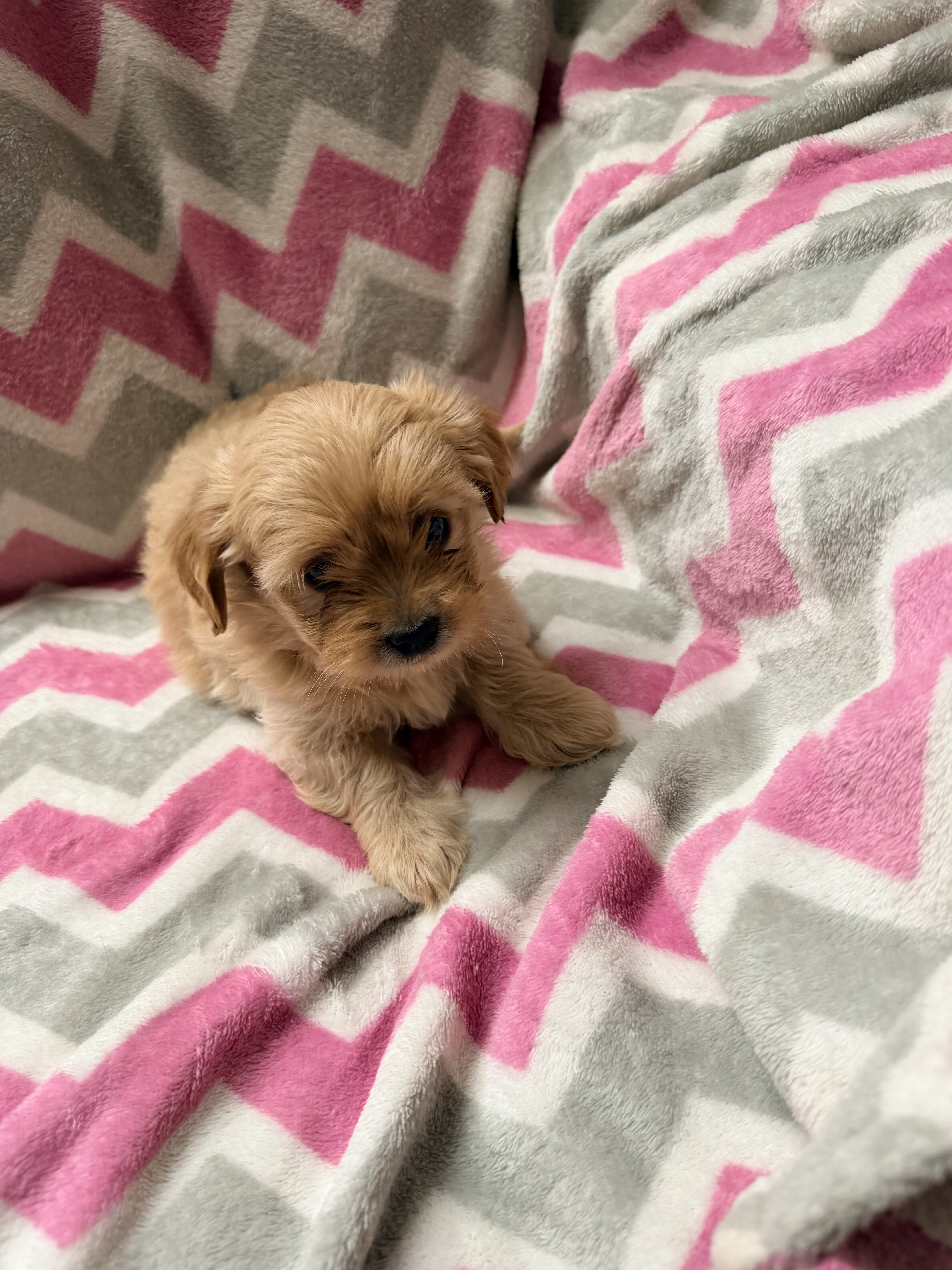 Shorkie puppies image 3
