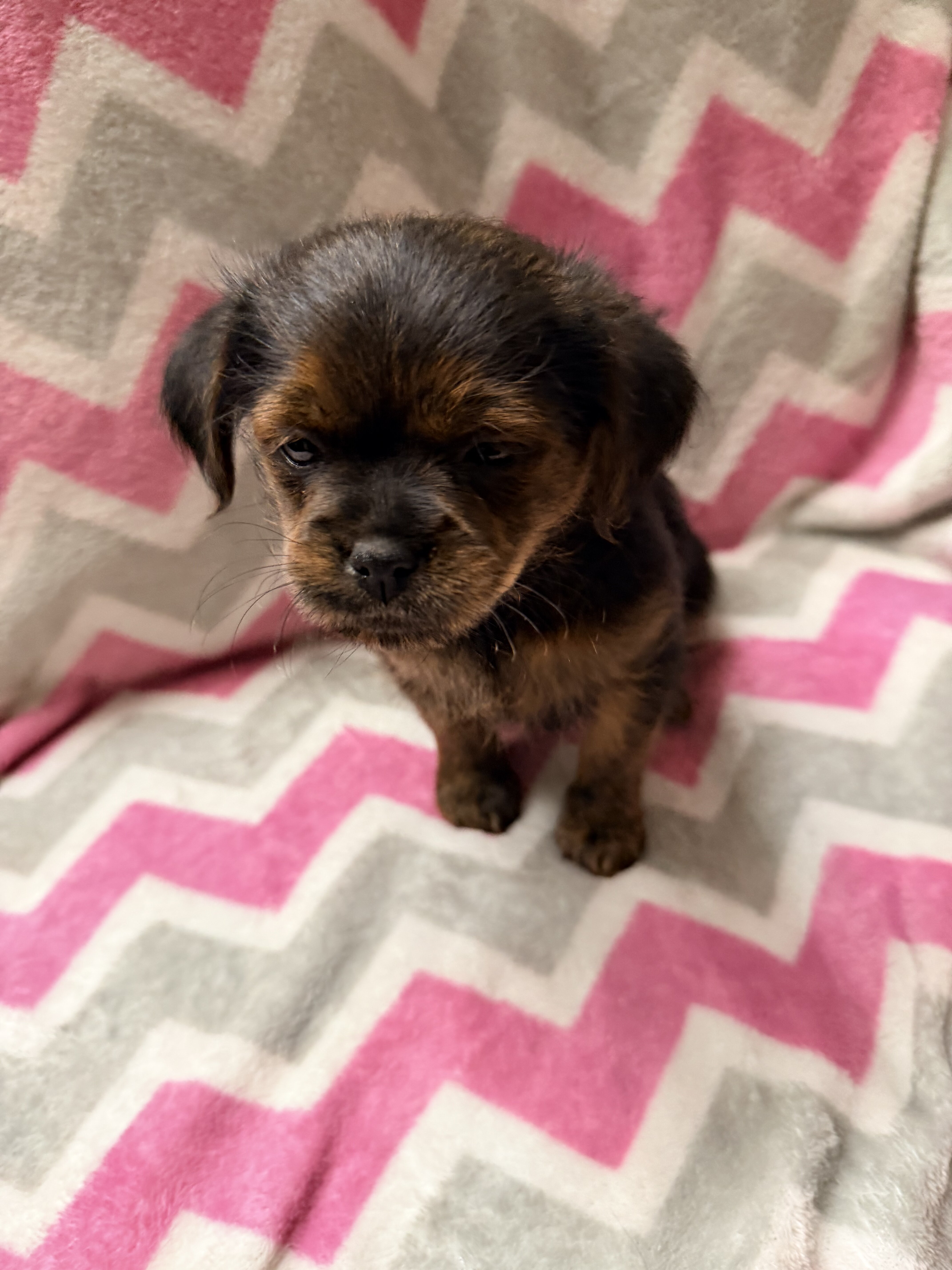 Shorkie puppies image 2