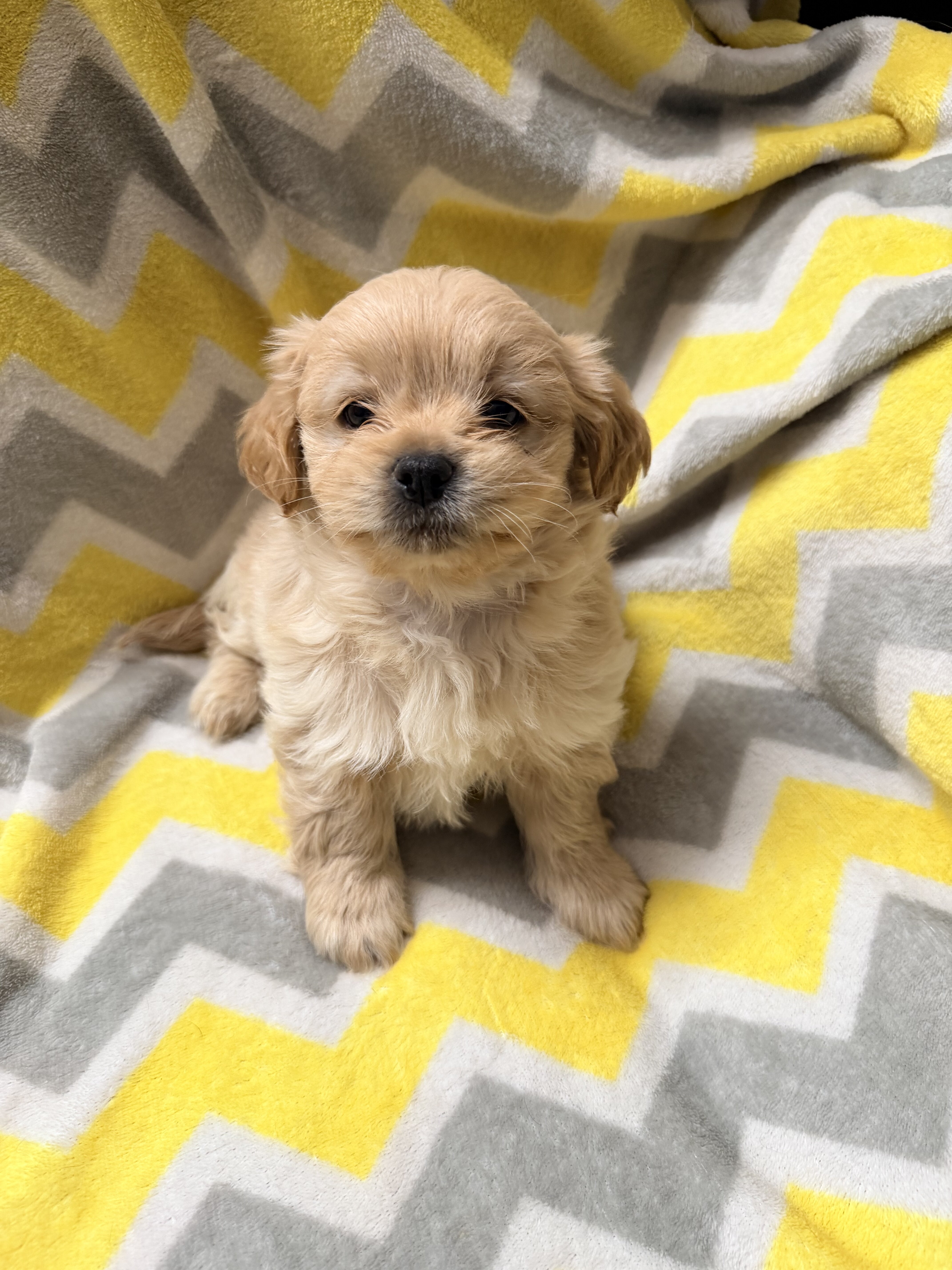Shorkie puppies image 1