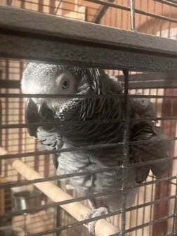 Taking Congo African Grey image 4