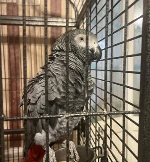 Taking Congo African Grey image 3