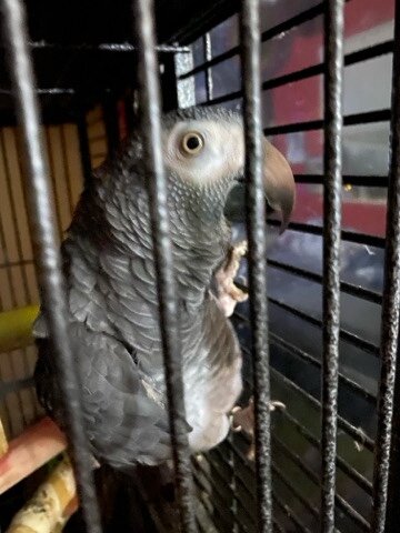 Taking Congo African Grey image 2