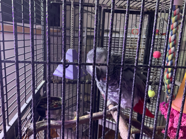 Taking Congo African Grey image 1