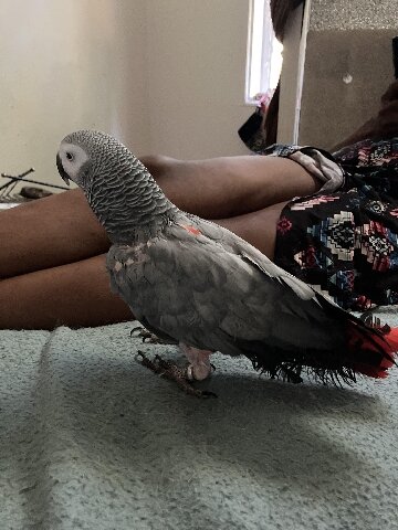 Taking Congo African Grey image 5