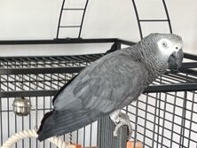 Adopt 21 years-old Congo African Grey image 3