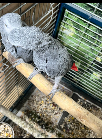 Adopt 21 years-old Congo African Grey image 2