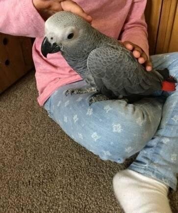 Adopt 21 years-old Congo African Grey image 1