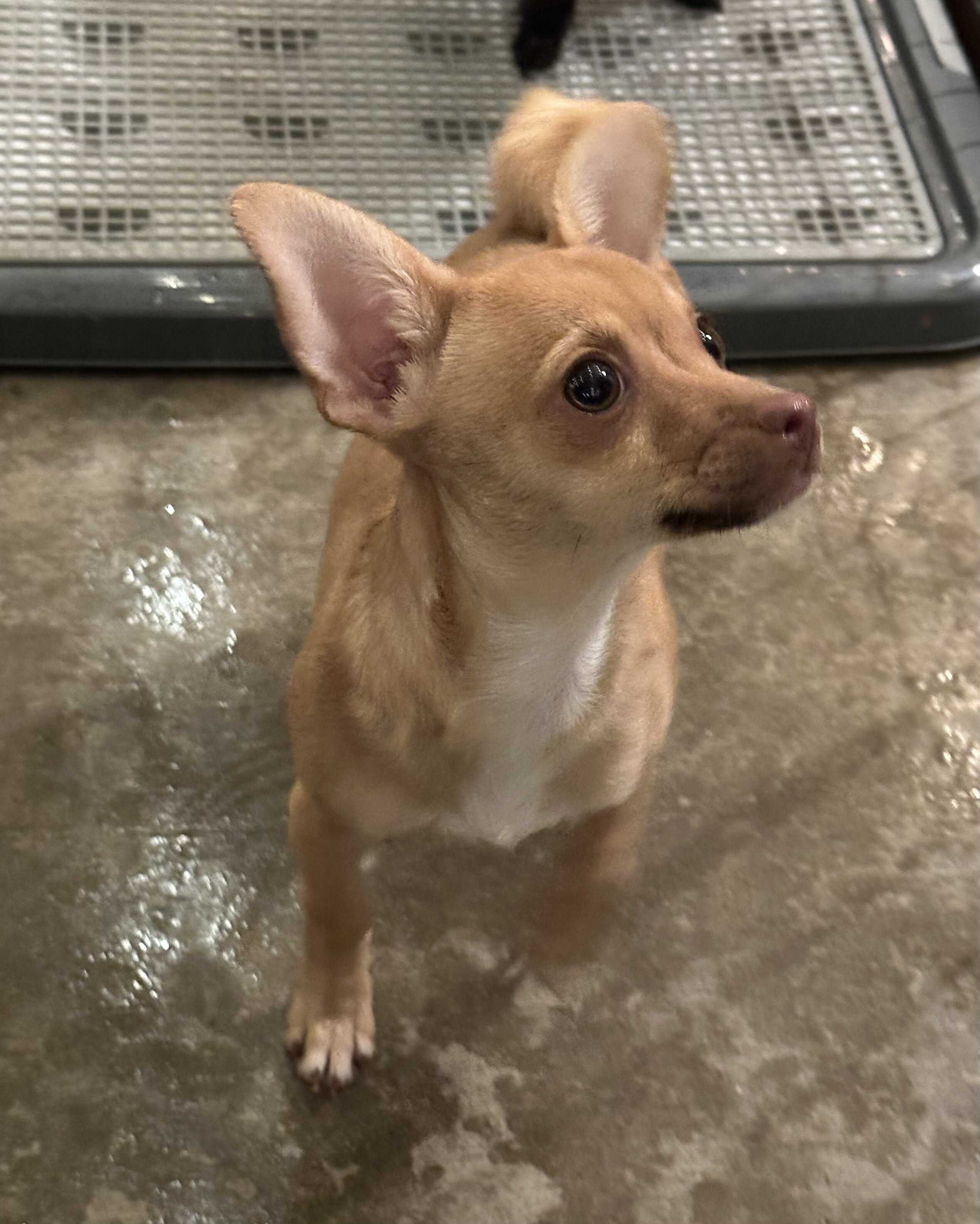 Chihuahua image 1