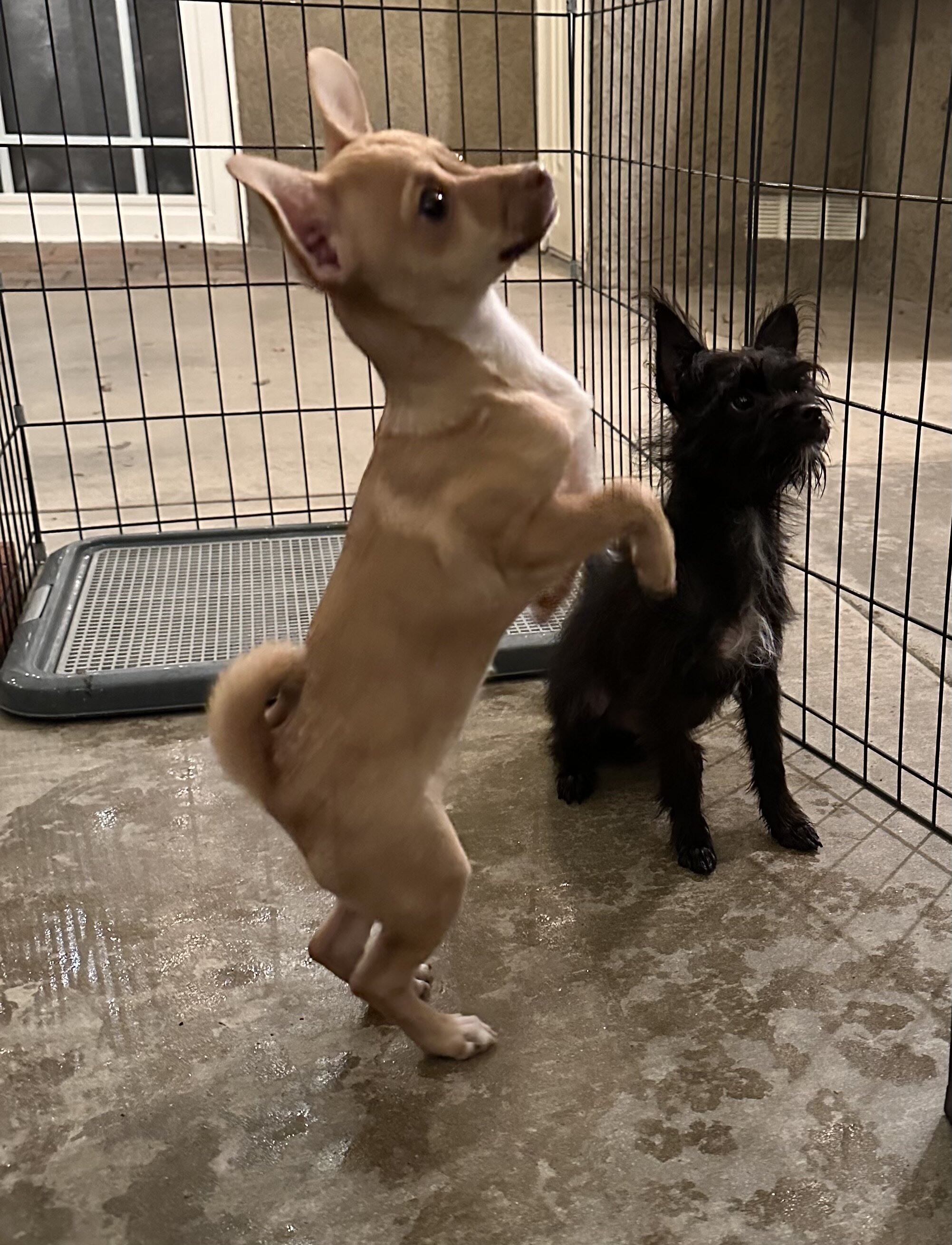 Chihuahua image 3