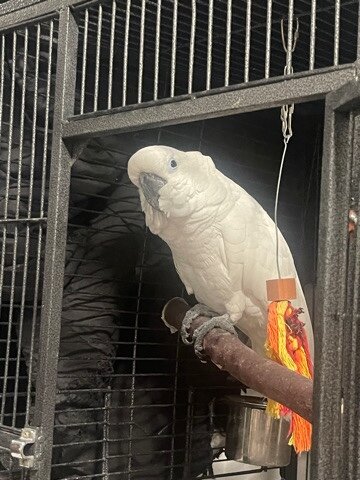 Umbrella Cockatoo For Adoption image 2