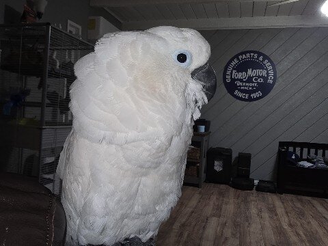 Umbrella Cockatoo For Adoption image 3