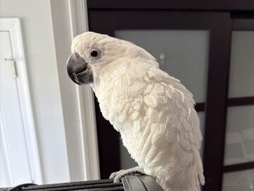 Umbrella Cockatoo For Adoption image 1