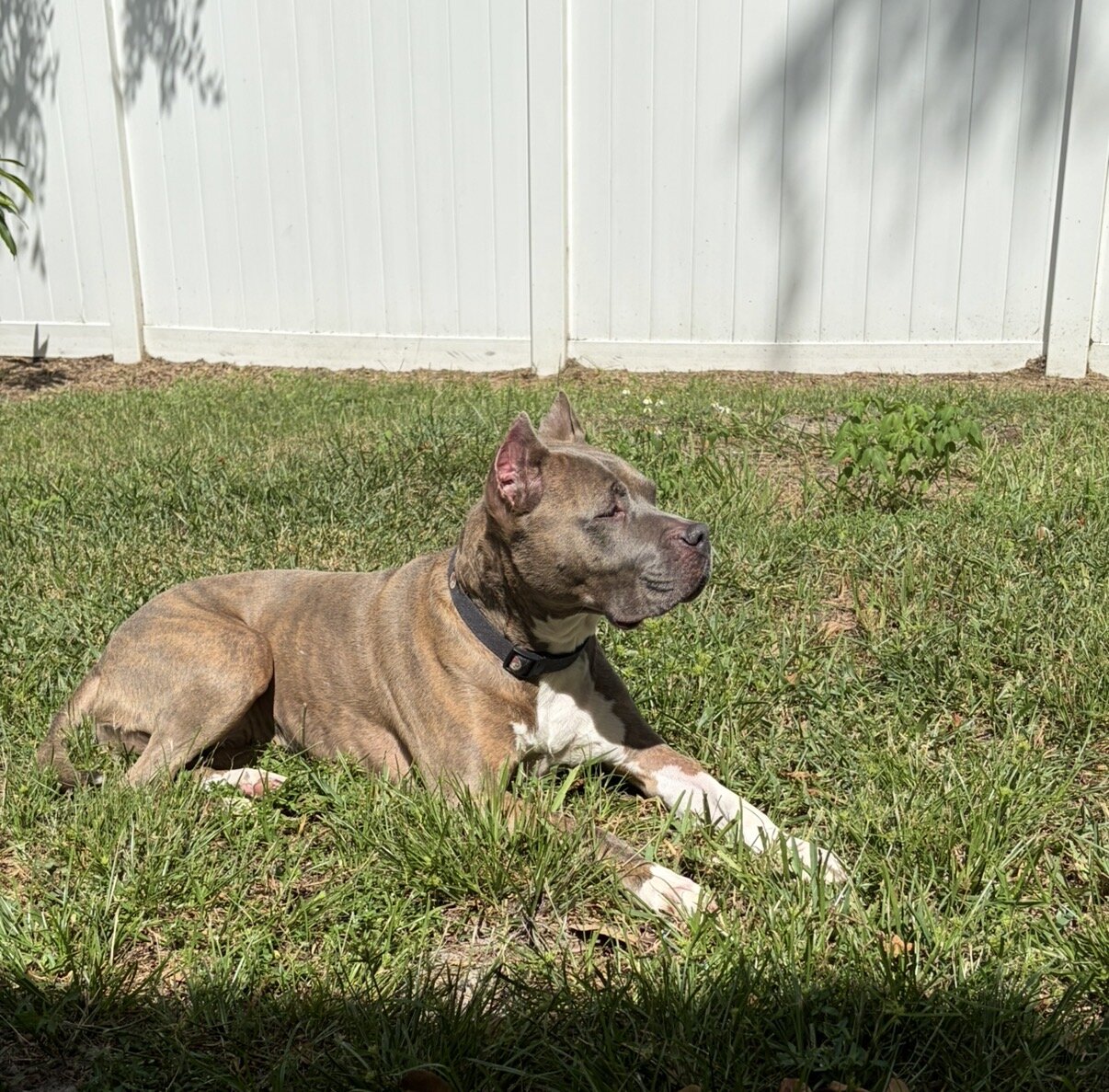 7yo Female American Bully image 1