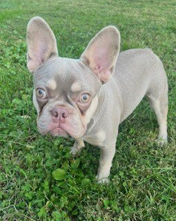 French Bulldog image 8