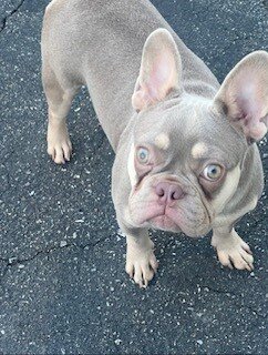 French Bulldog image 7