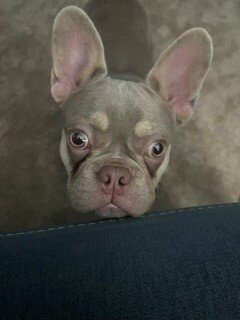 French Bulldog image 6