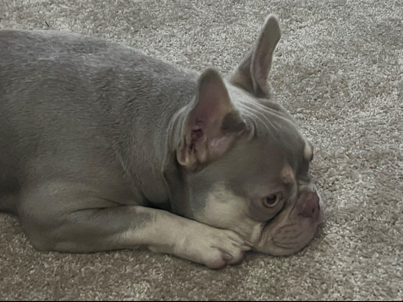 French Bulldog image 5