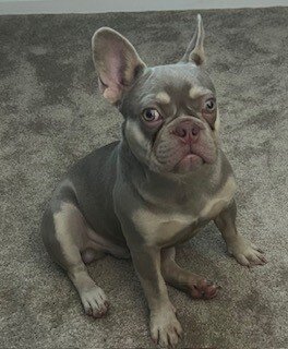 French Bulldog image 4