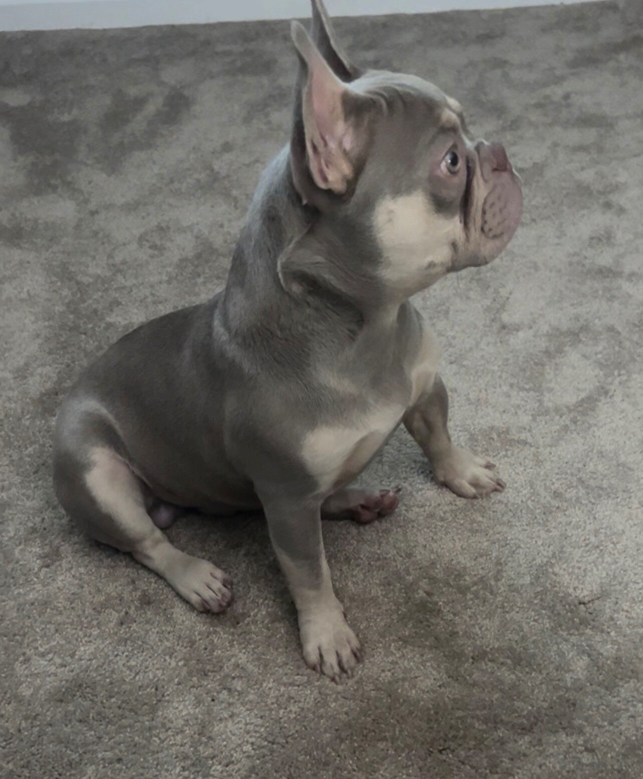 French Bulldog image 3
