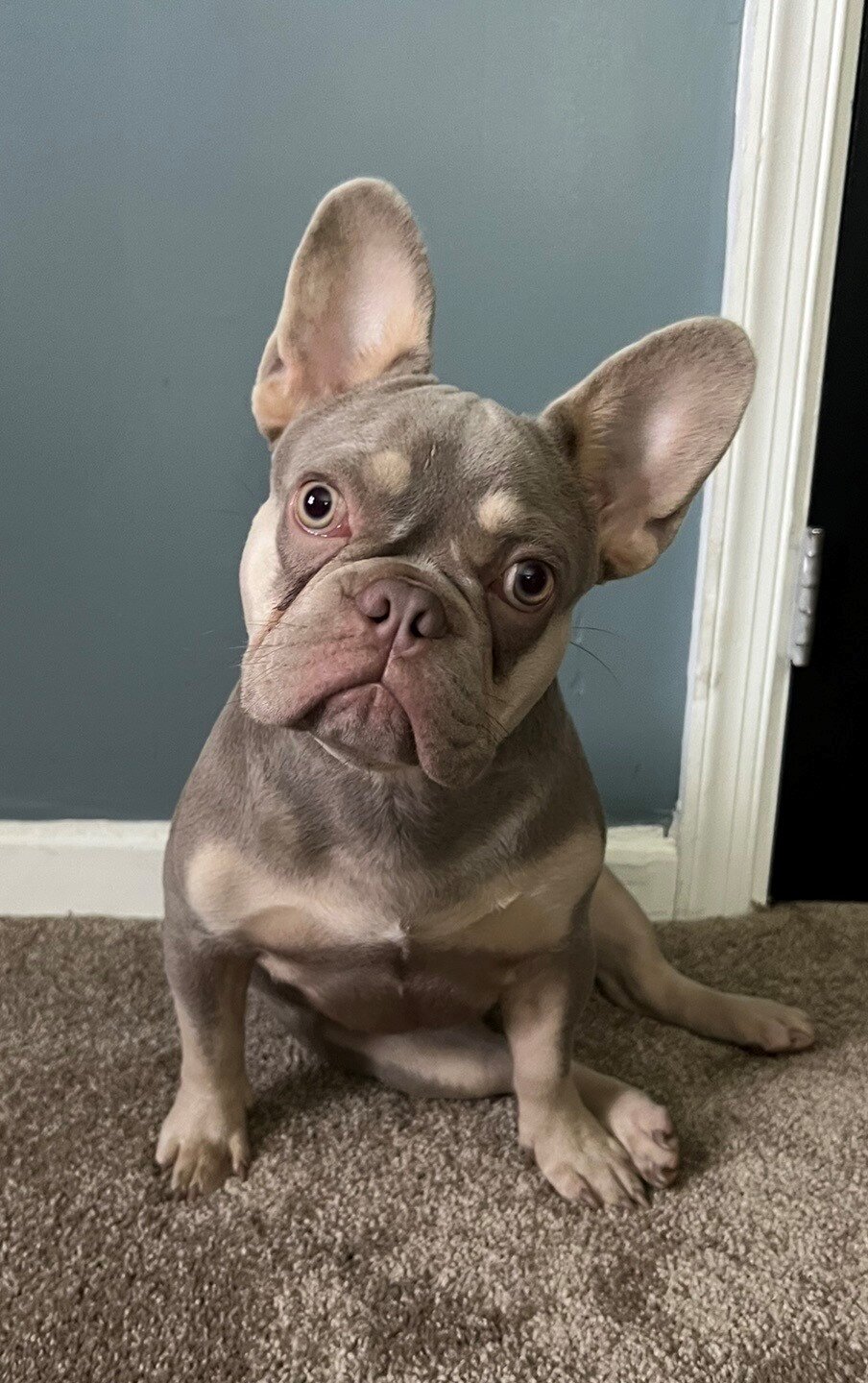 French Bulldog image 2