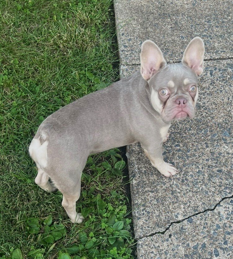 French Bulldog image 1
