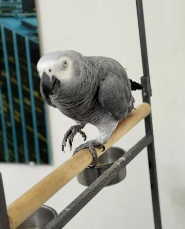 Very Young Baby African Grey image 1