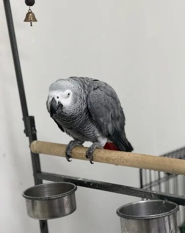 Very Young Baby African Grey image 3