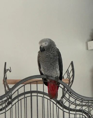 Very Young Baby African Grey image 8