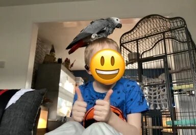 Very Young Baby African Grey image 2