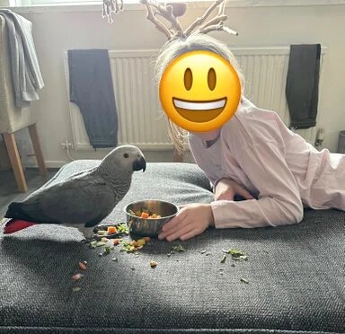 Very Young Baby African Grey image 4