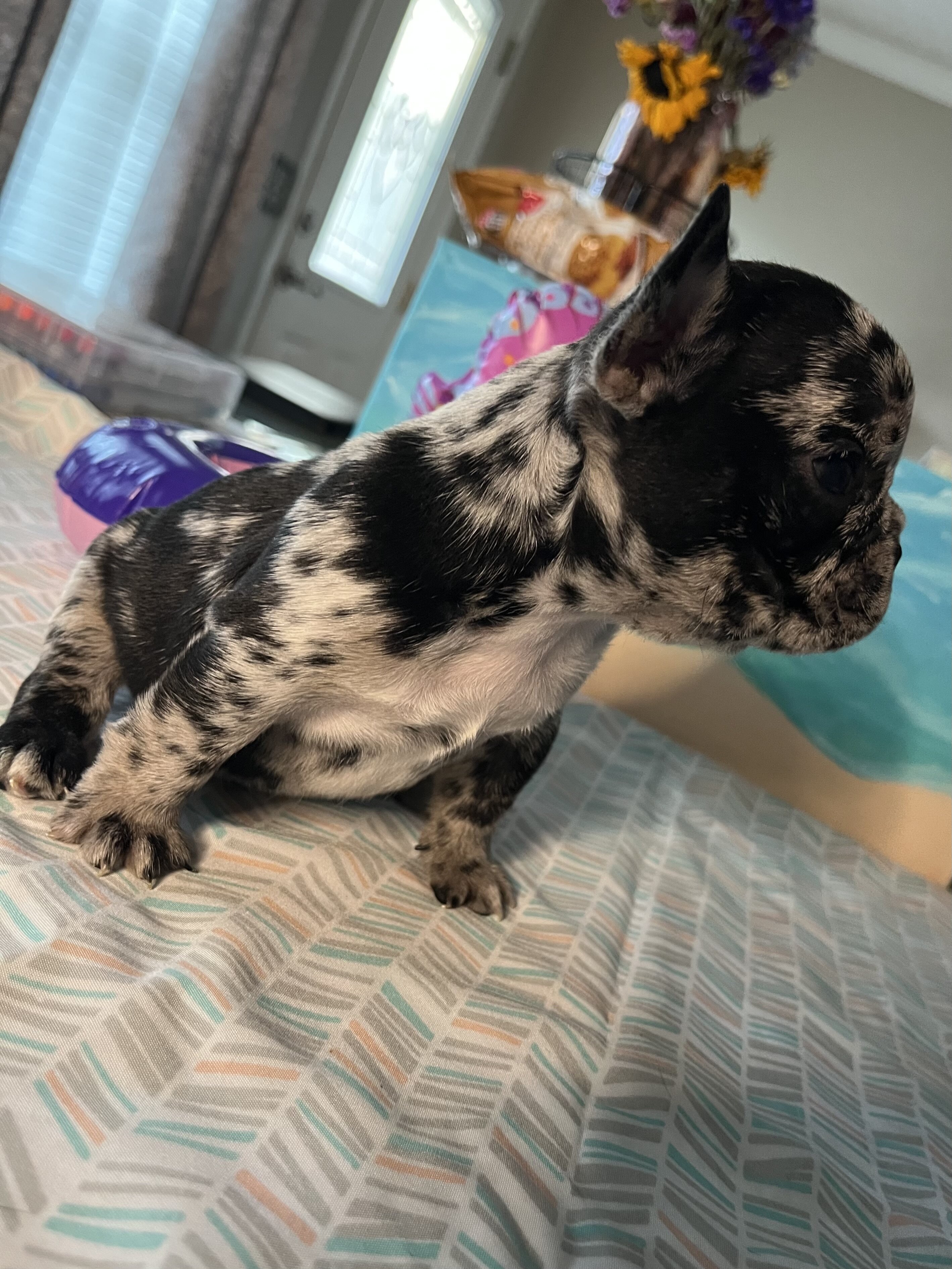 French bulldog image 7