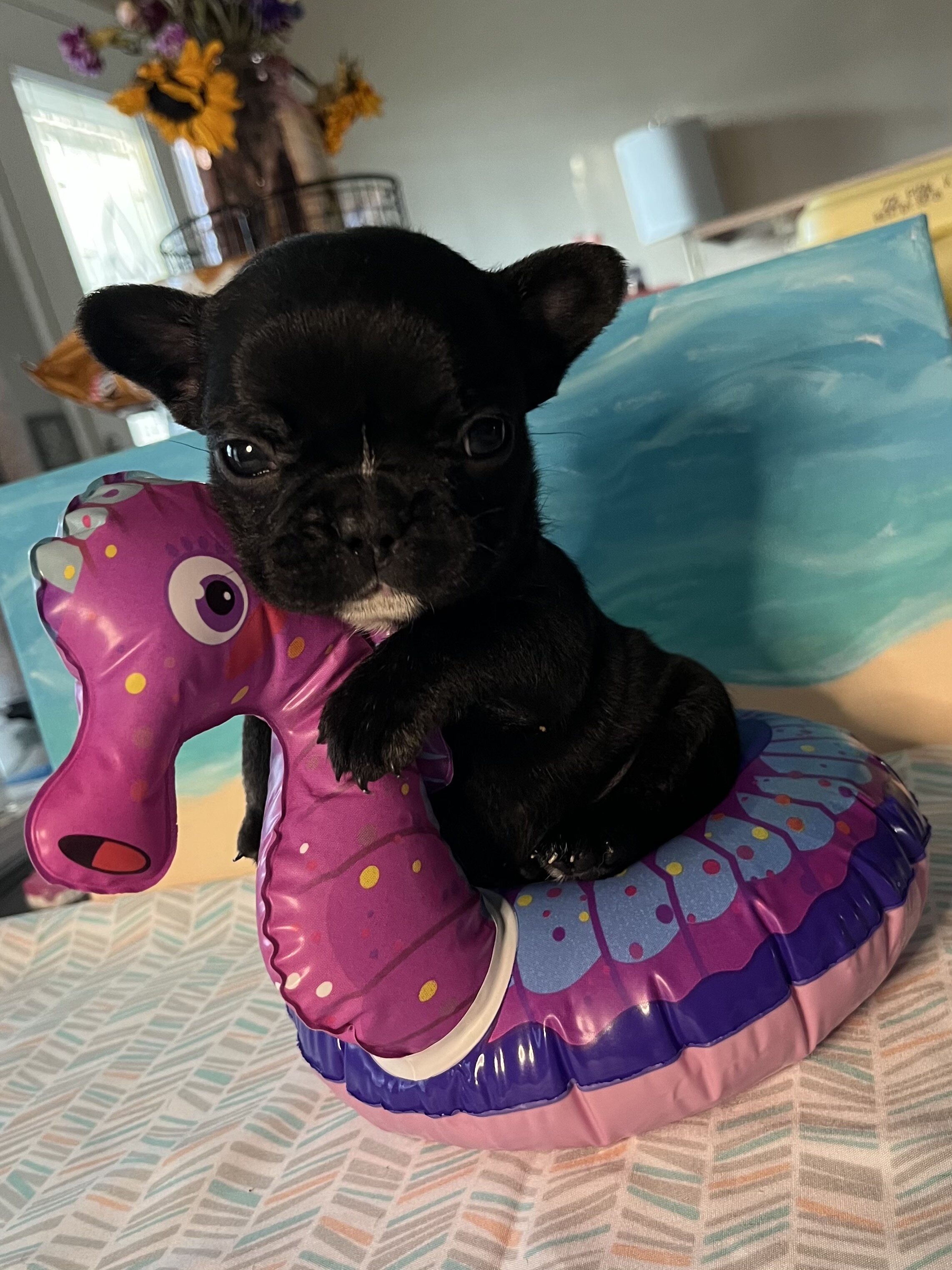 French bulldog image 6