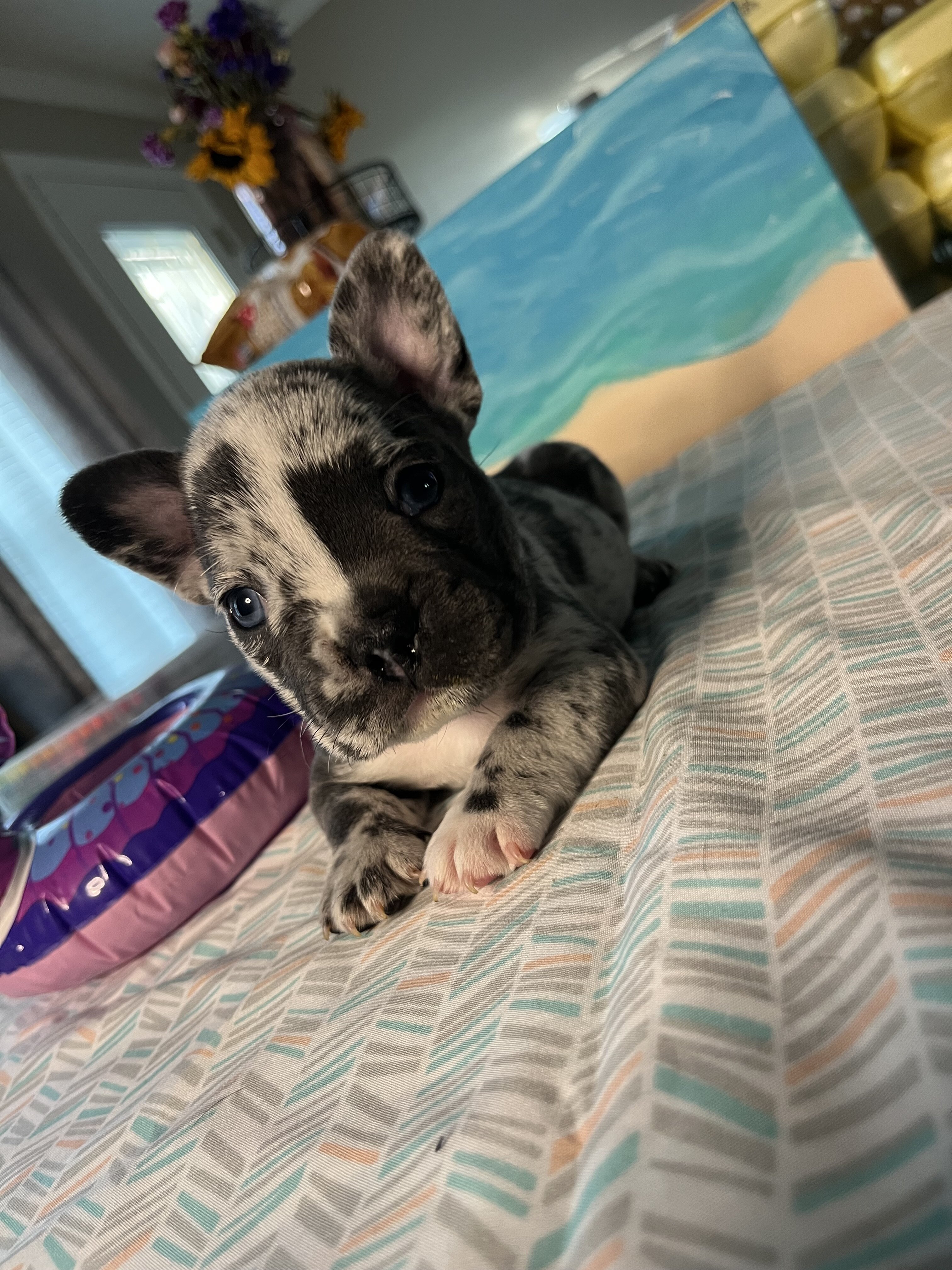 French bulldog image 4