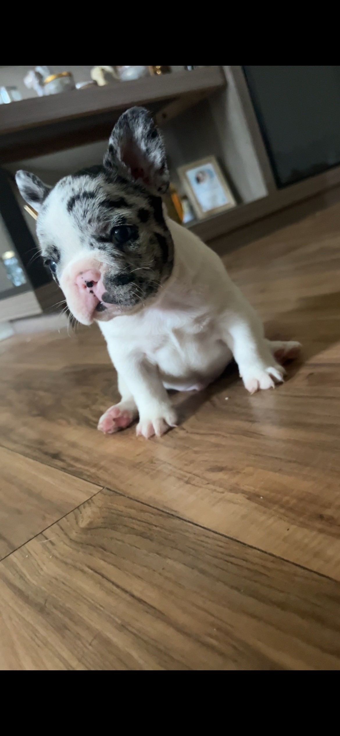 French bulldog image 5