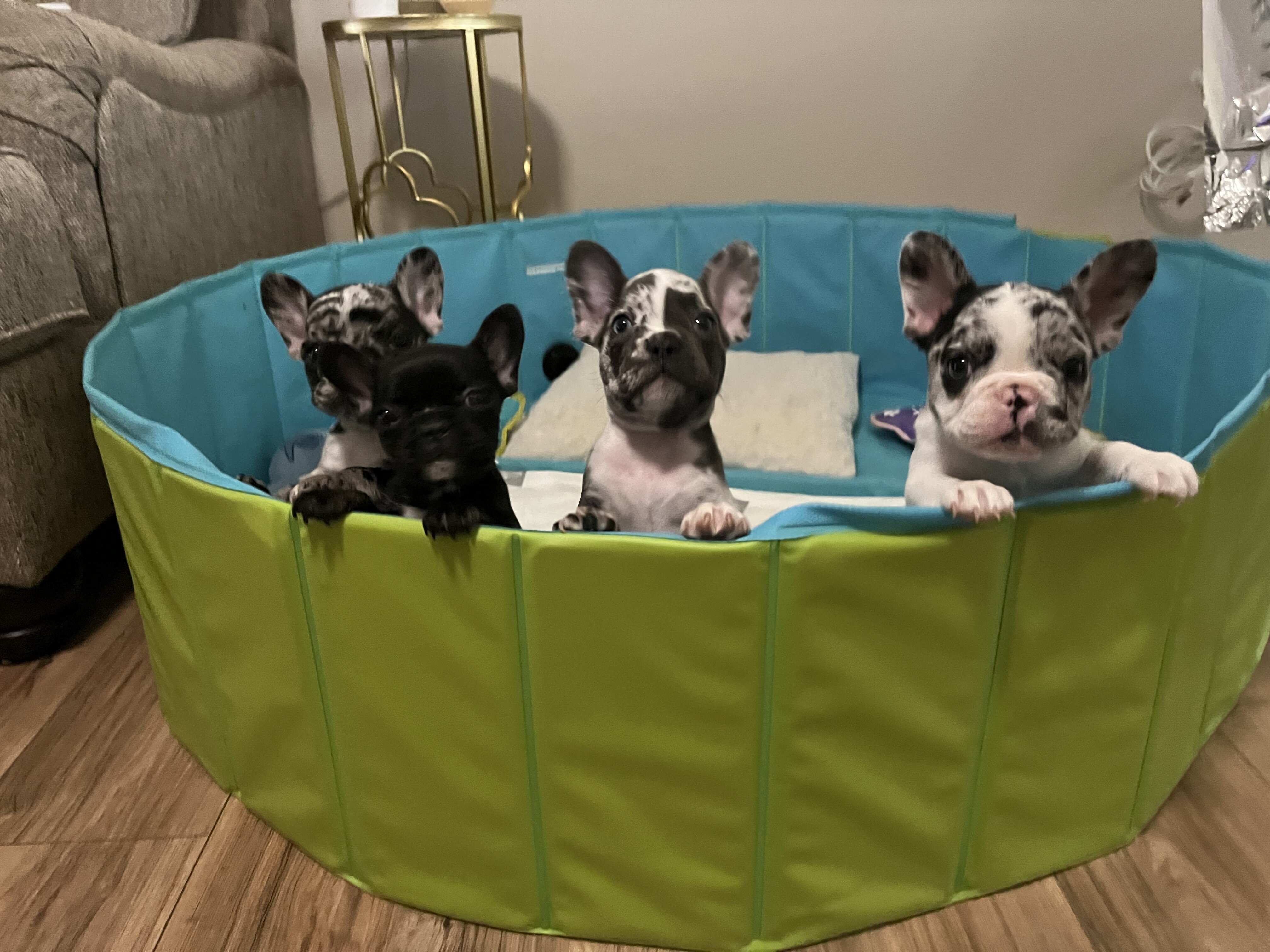 French bulldog image 1