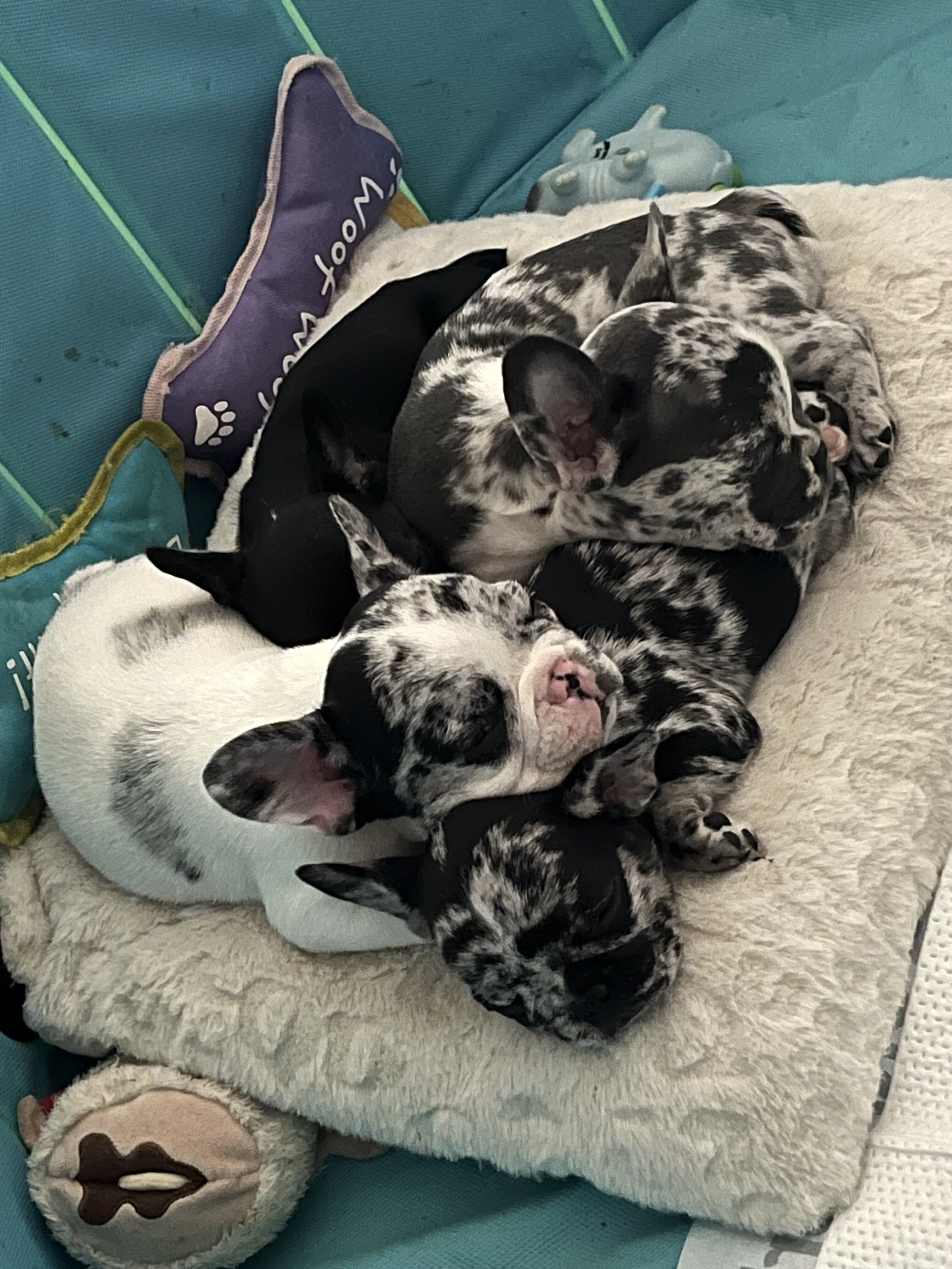 French bulldog image 2